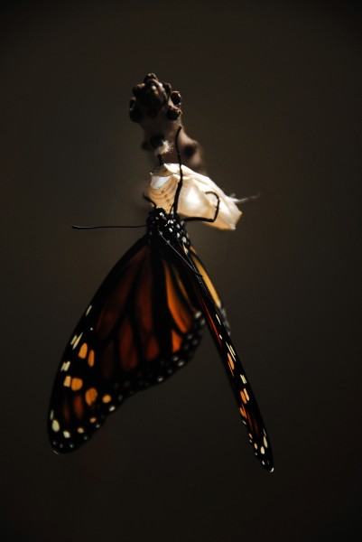 点击大图看下一张：具有迁徙性的黑脉金斑蝶图片