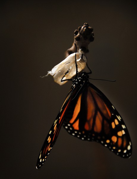 点击大图看下一张：具有迁徙性的黑脉金斑蝶图片