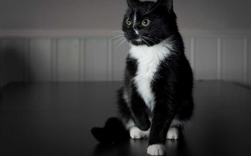 点击大图看下一张：可爱的小黑猫图片