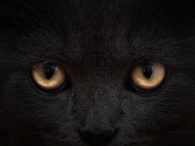 点击大图看下一张：黑猫脸部特写图片