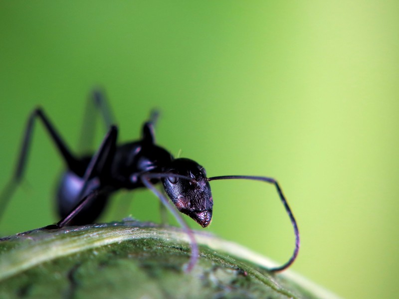 点击大图看下一张：多变形态黑蚂蚁图片