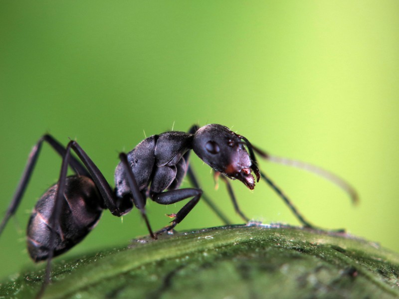 点击大图看下一张：多变形态黑蚂蚁图片