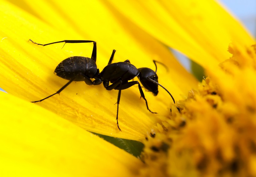 点击大图看下一张：葵花上的黑蚂蚁图片
