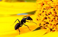 葵花上的黑蚂蚁图片_8张
