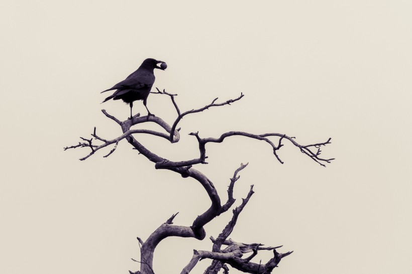 点击大图看下一张：黑漆漆的乌鸦图片