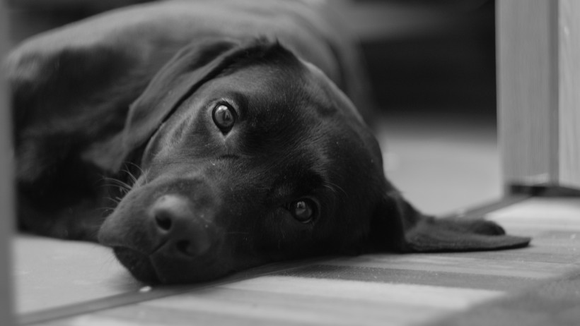 点击大图看下一张：黑色的拉布拉多犬图片