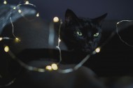 黑色的猫咪图片_10张
