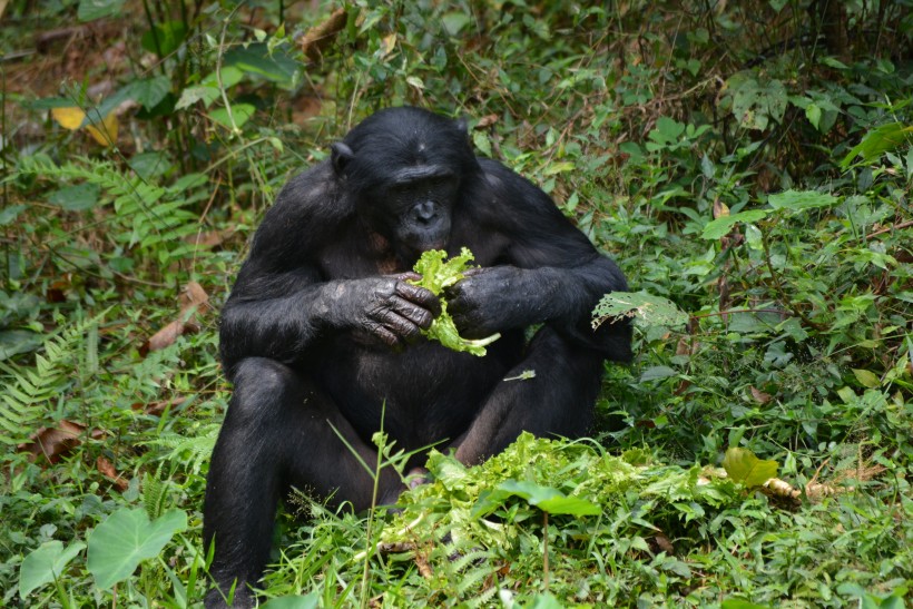 点击大图看下一张：黑猩猩图片