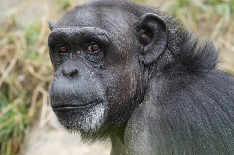 点击大图看下一张：黑猩猩图片