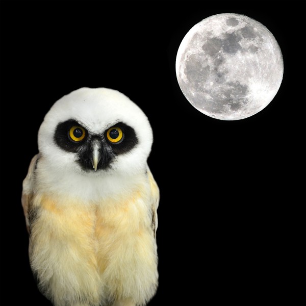 点击大图看下一张：黑夜中猫头鹰图片