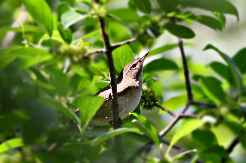 点击大图看下一张：墩圆的褐柳莺图片