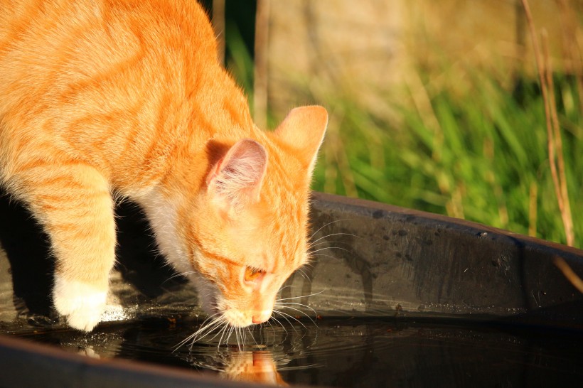 点击大图看下一张：小猫喝水图片
