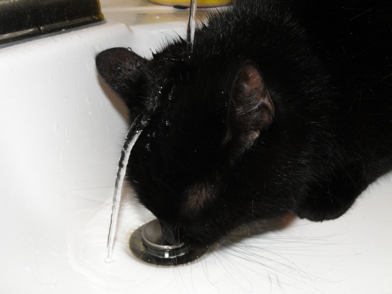 点击大图看下一张：小猫喝水图片