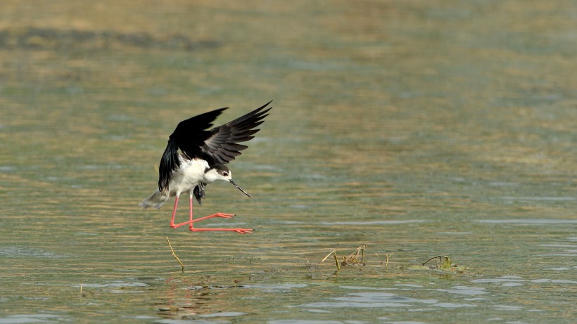 点击大图看下一张：黑翅长脚鹬鸟类图片