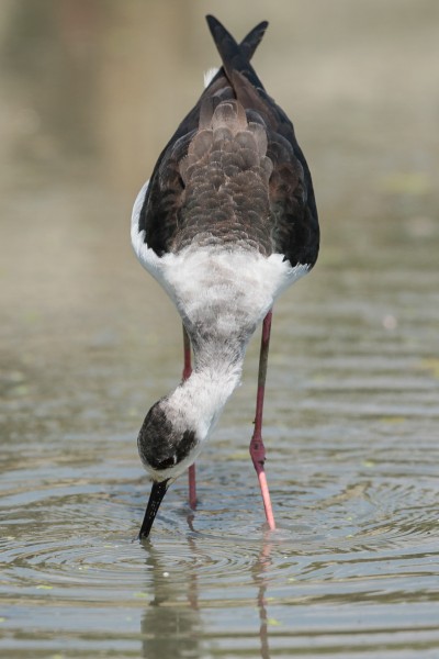 点击大图看下一张：黑颈长脚鹬鸟类图片