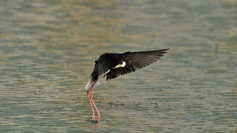 点击大图看下一张：黑翅长脚鹬鸟类图片