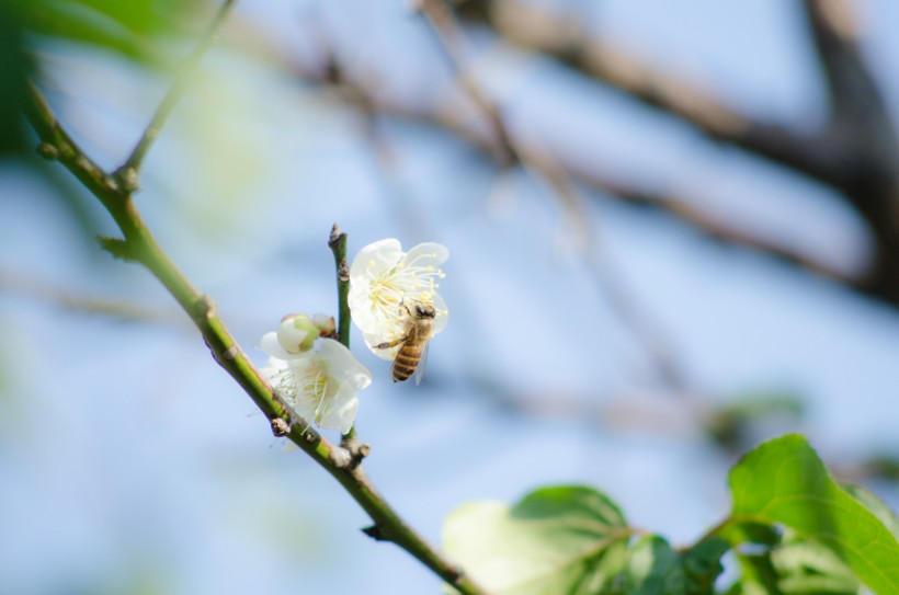 点击大图看下一张：蜜蜂采蜜与授粉图片
