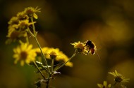 光影下忙碌采蜜的蜜蜂图片_8张