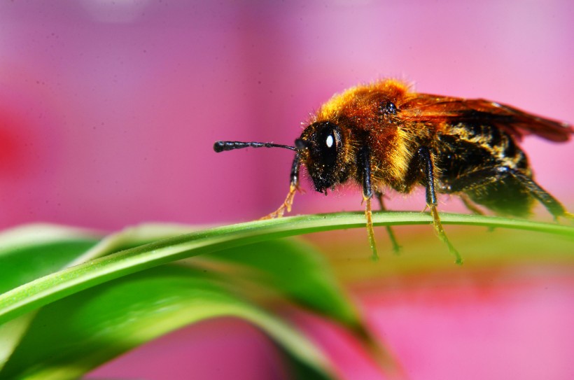 点击大图看下一张：微距蜜蜂图片