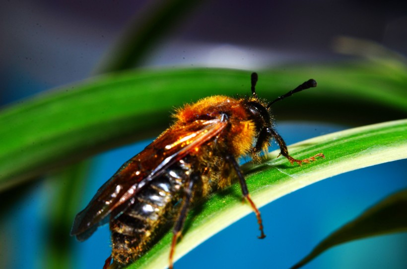 点击大图看下一张：微距蜜蜂图片