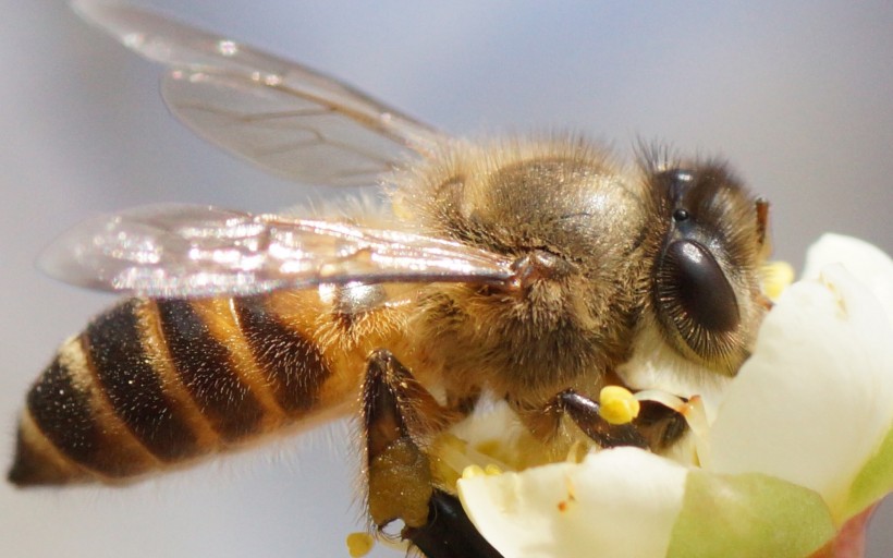 点击大图看下一张：勤劳的小蜜蜂图片