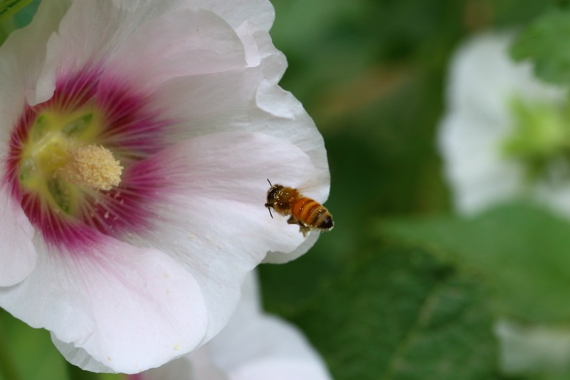 点击大图看下一张：蜜蜂采蜜与授粉图片