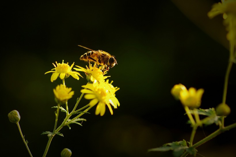 点击大图看下一张：光影下忙碌采蜜的蜜蜂图片