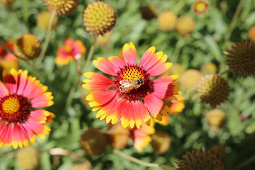 点击大图看下一张：蜜蜂采蜜与授粉图片