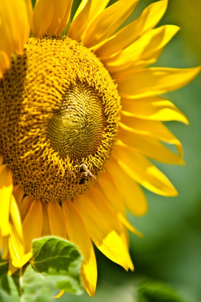 点击大图看下一张：蜜蜂采蜜与授粉图片