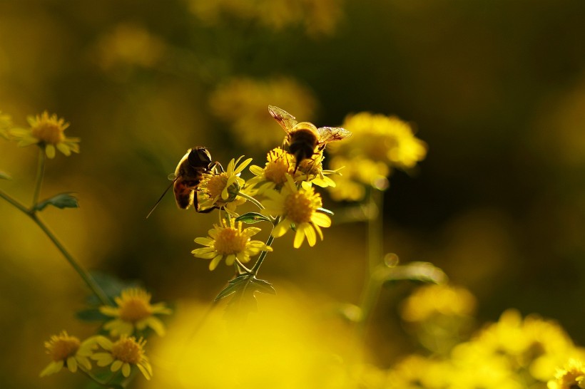 点击大图看下一张：光影下忙碌采蜜的蜜蜂图片