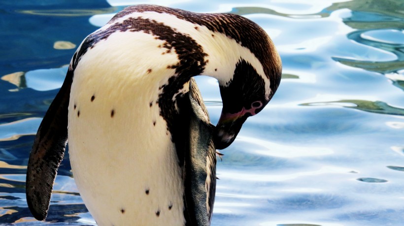 点击大图看下一张：更喜温暖气候的洪堡企鹅图片