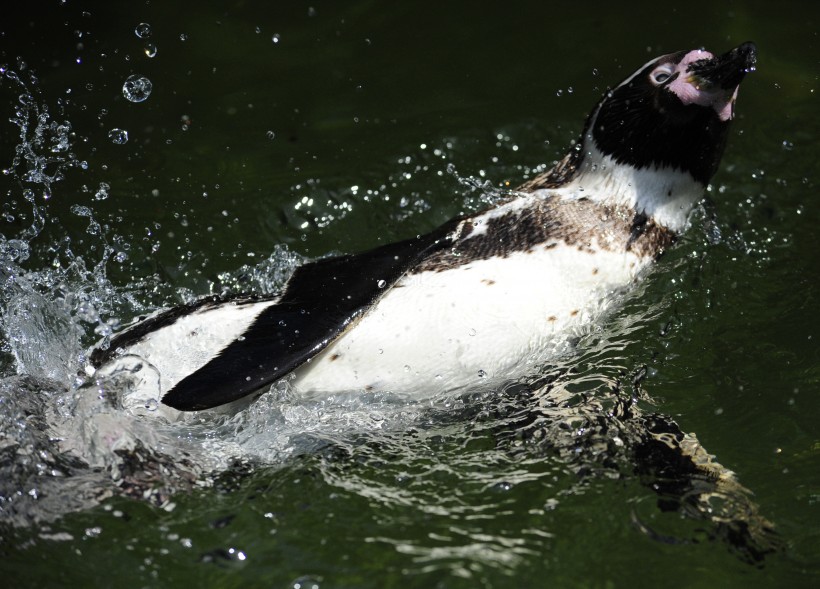 点击大图看下一张：更喜温暖气候的洪堡企鹅图片