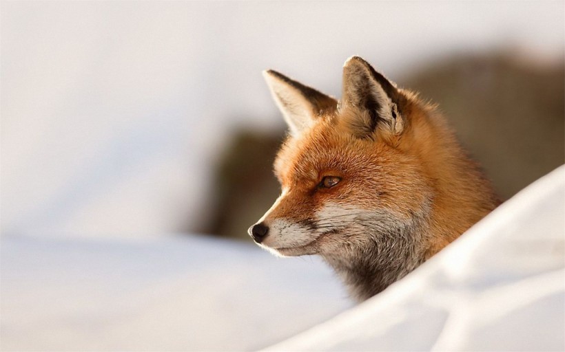点击大图看下一张：红狐的图片