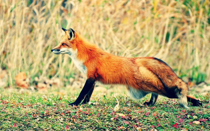 点击大图看下一张：红狐的图片