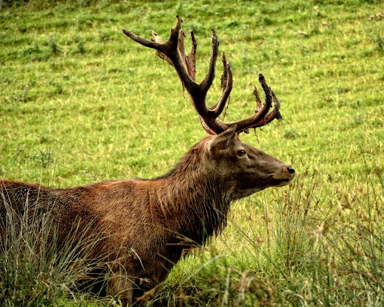 点击大图看下一张：最佳猎物之红鹿图片