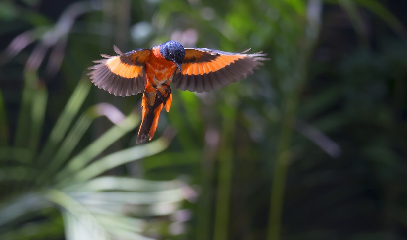 点击大图看下一张：红山椒鸟图片