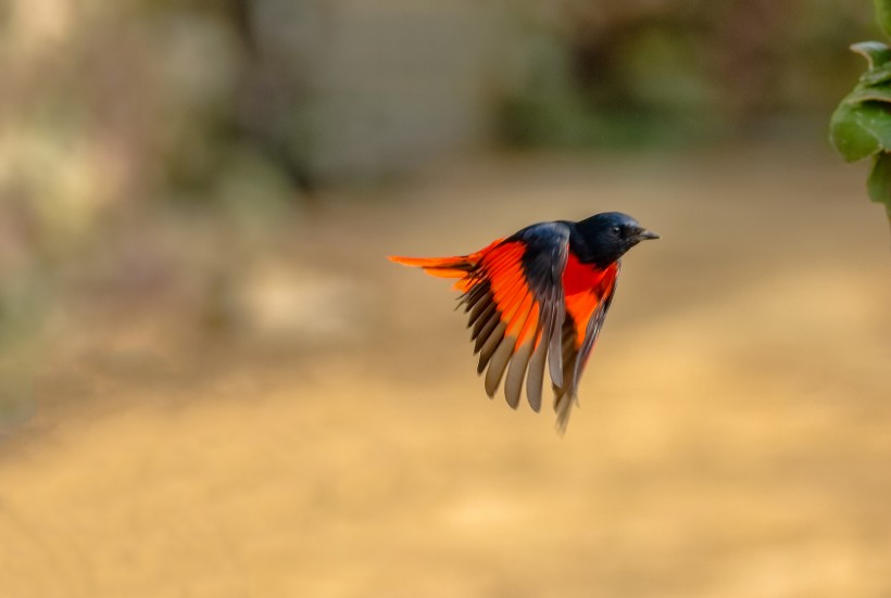 点击大图看下一张：红山椒鸟图片