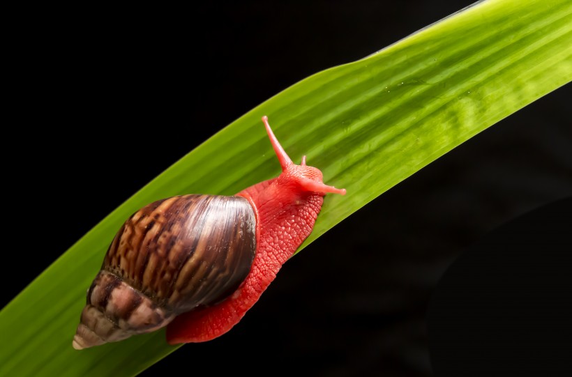 点击大图看下一张：红蜗牛图片