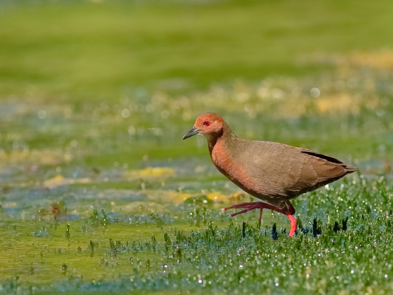 点击大图看下一张：红胸田鸡图片