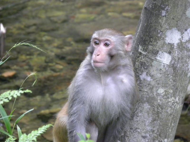 点击大图看下一张：可爱呆萌的猴子图片