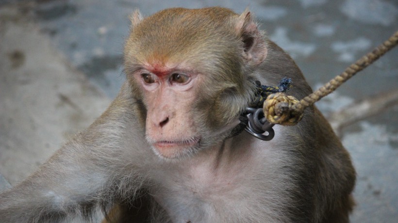 点击大图看下一张：可爱呆萌的猴子图片