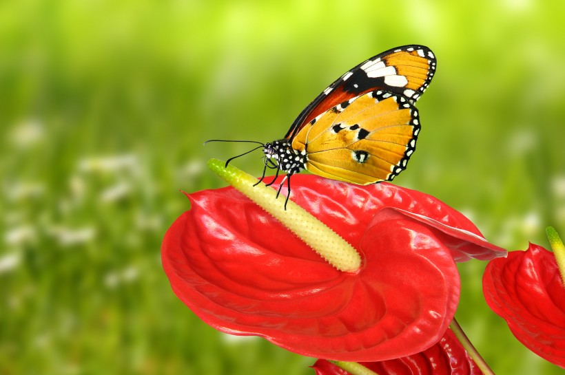点击大图看下一张：花朵上的蝴蝶图片