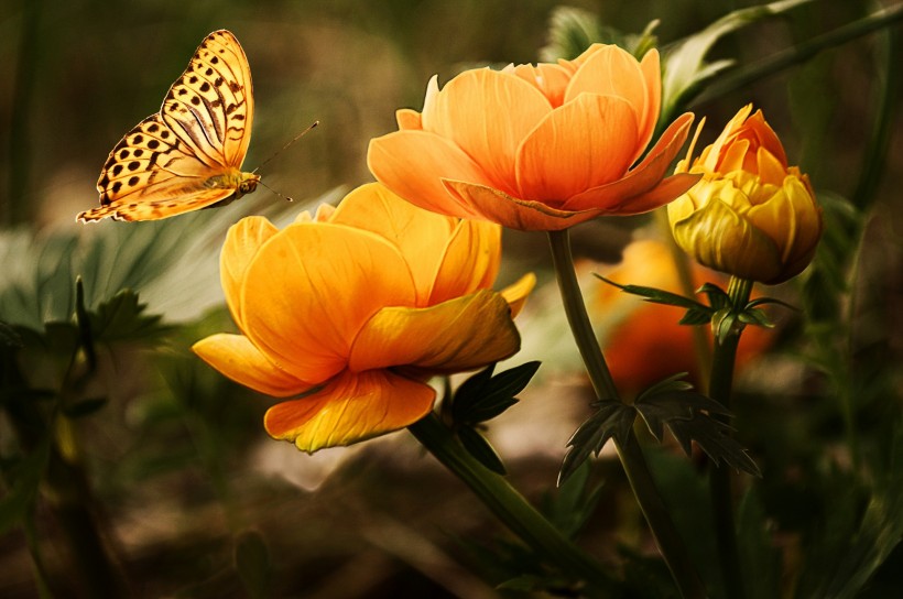 点击大图看下一张：漂亮的花蝴蝶图片