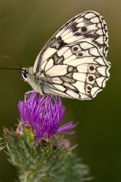 点击大图看下一张：漂亮的花蝴蝶图片