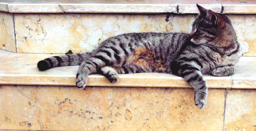 点击大图看下一张：可爱的花灰色猫咪图片
