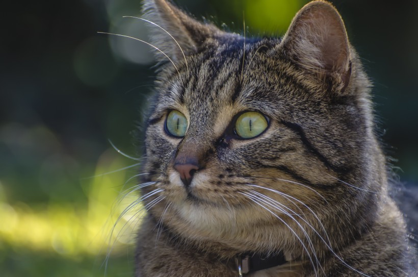 点击大图看下一张：花灰色土猫头部特写图片