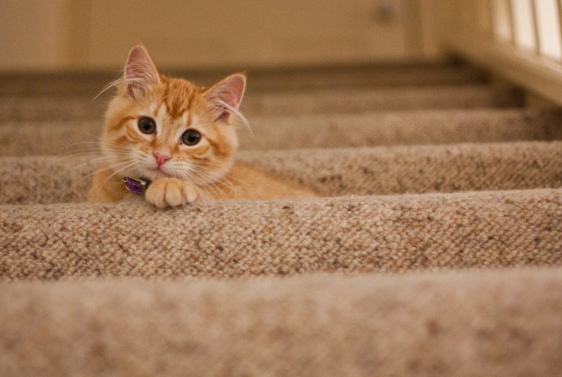 点击大图看下一张：可爱的黄白橘猫图片