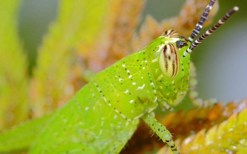 点击大图看下一张：绿色透明的蝗虫图片