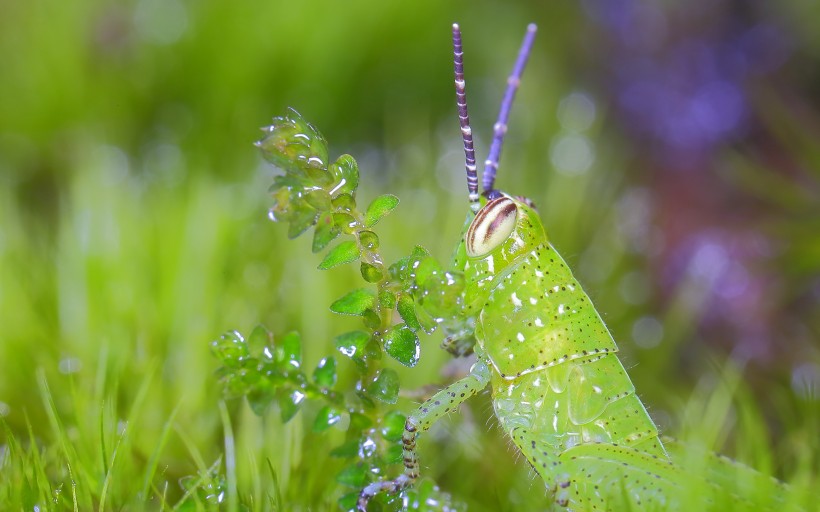 点击大图看下一张：绿色透明的蝗虫图片
