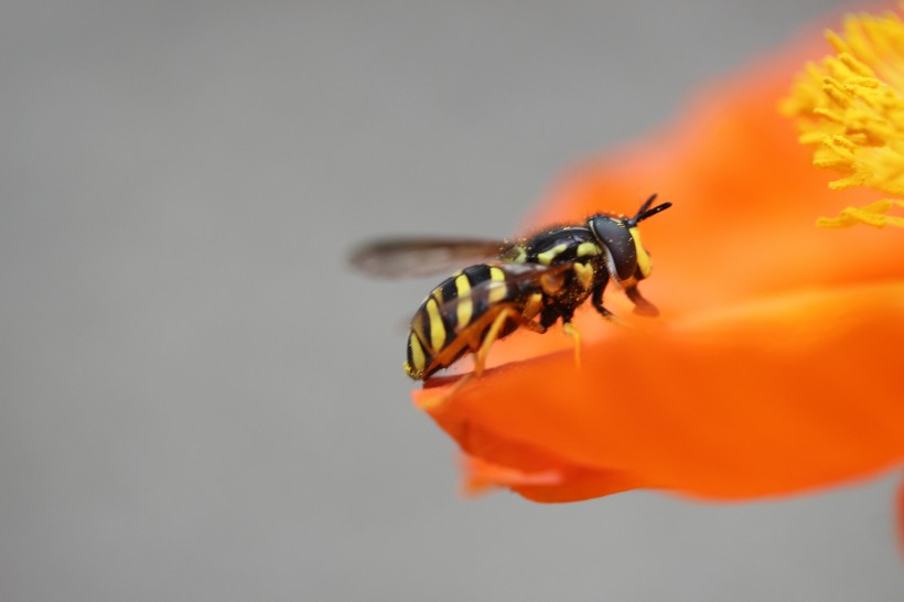 点击大图看下一张：黄蜂的特写图片